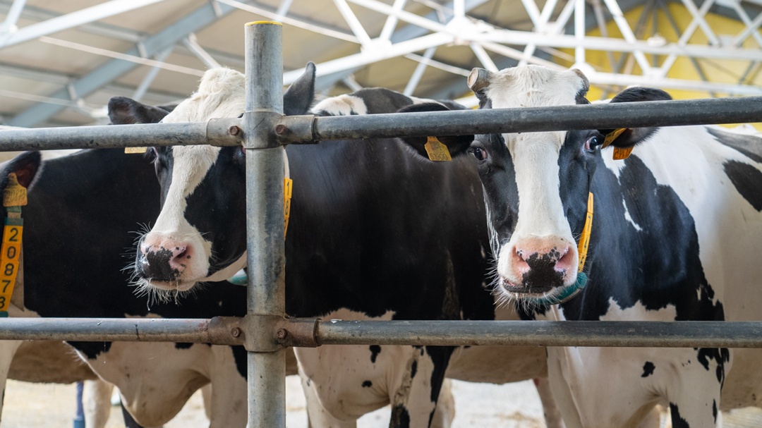 Стартовал 29-й Всероссийский конкурс операторов машинного доения коров
