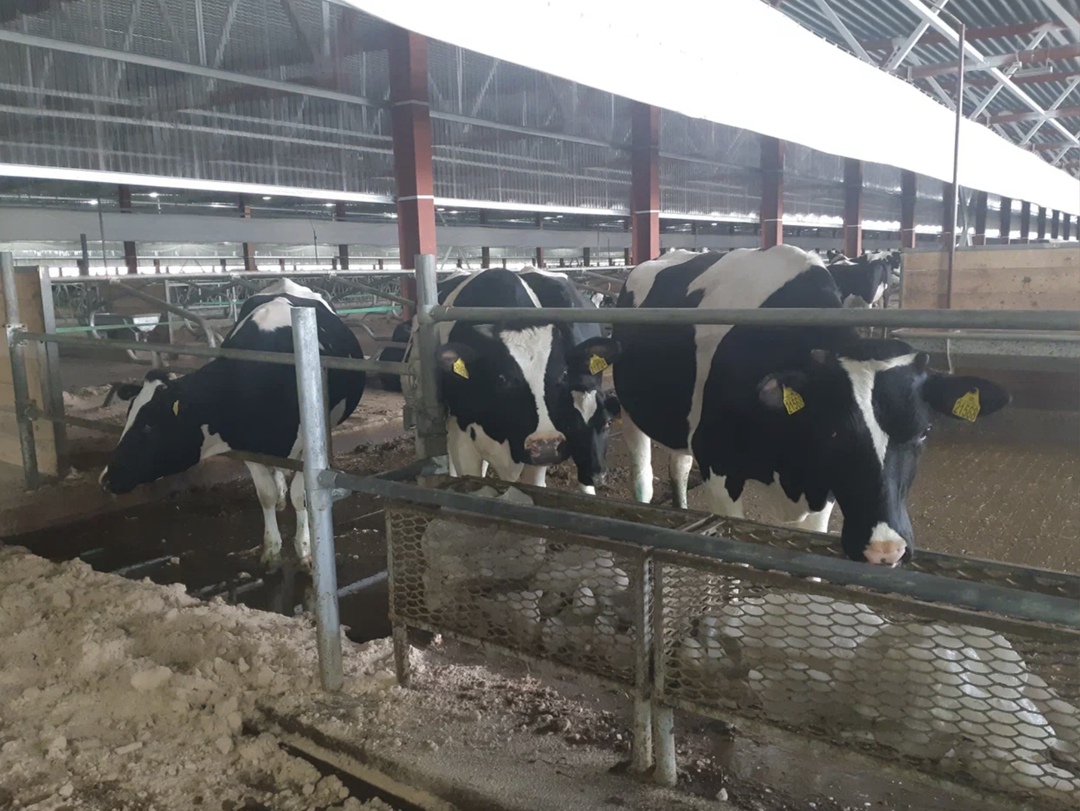 Молочно-товарный комплекс «Ульянково» (входит в «Август-Агро») в Кайбицком районе Татарстана находится на финальном этапе юридической регистрации и к концу…