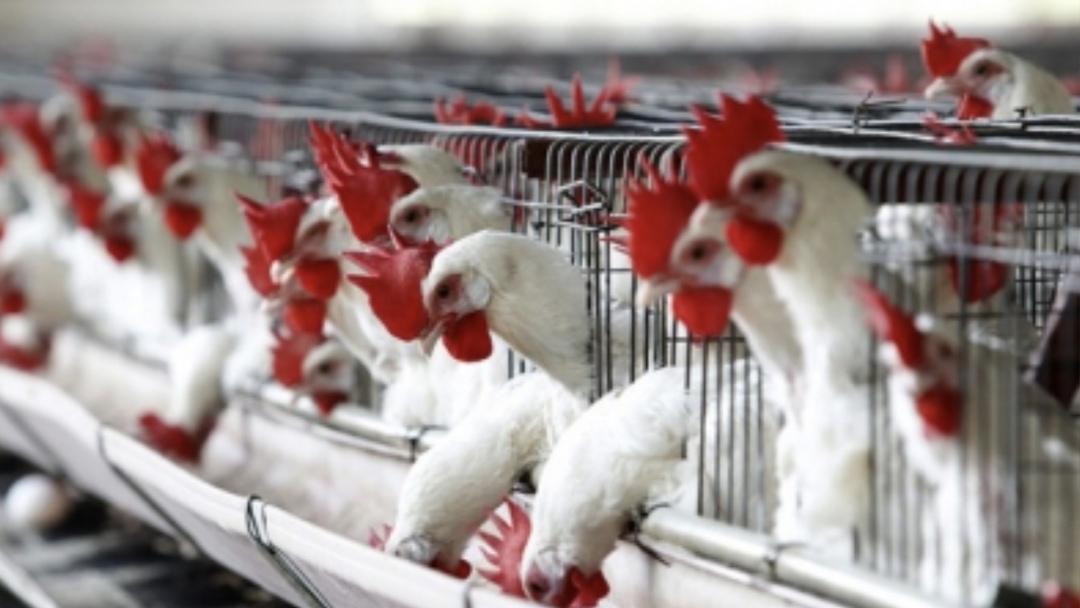 «Росптицесоюз» предложил Минсельхозу включать в прямые долгосрочные договоры между производителями и ритейлерами объемы продукции, которые торговые сети…