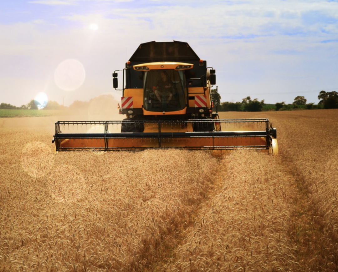 Сельхозпроизводство в июле, по предварительной оценке Росстата, составило 975,4 млрд руб. в хозяйствах всех категорий, что на 0,4% меньше, чем годом ранее. С…