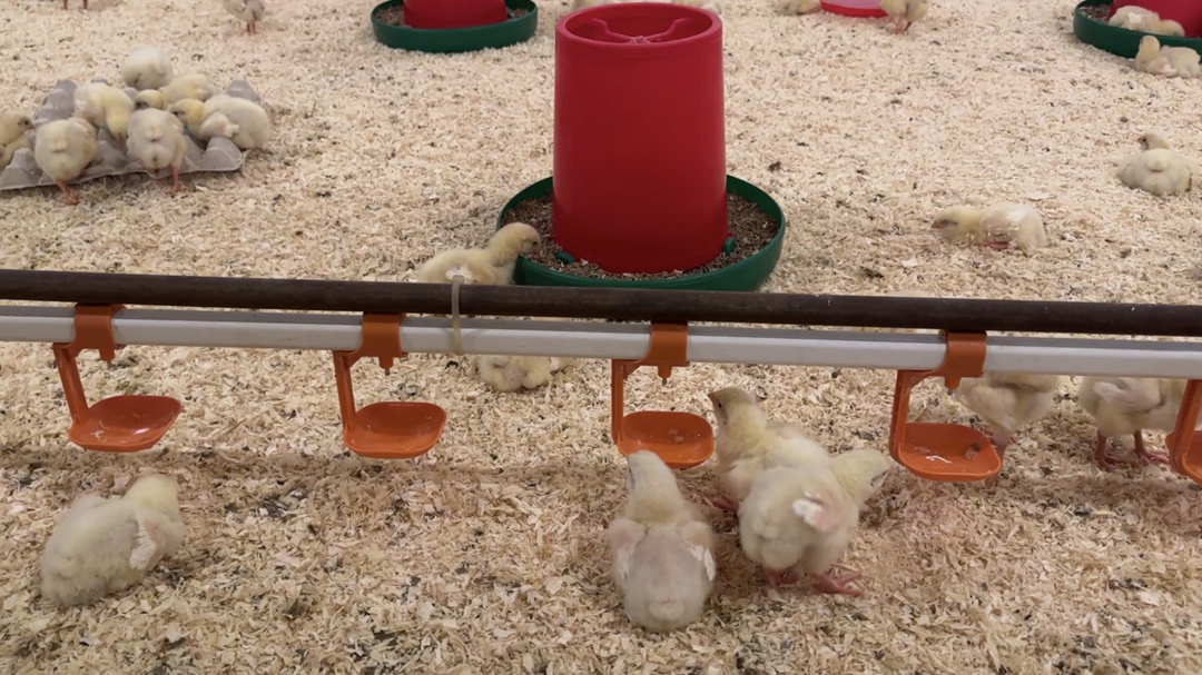 На птицефабрике «Енисейский бройлер» («ЕнисейАгроСоюз») в Красноярском крае открывается ремонтно-маточное отделение для производства инкубационных яиц,…