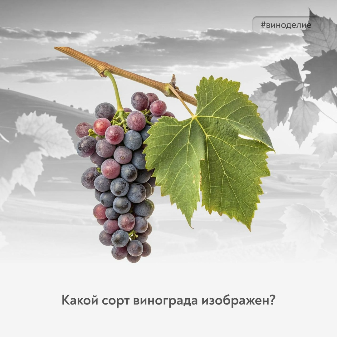 Ему больше 200 лет – и он снова на волне