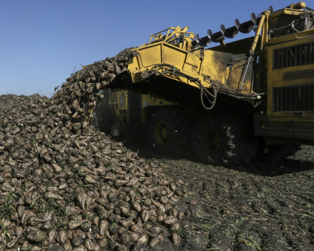 По состоянию на 26 августа, переработку сахарной свеклы в странах ЕАЭС вели 43 из 75 сахарных заводов, в том числе 42 в России и один в Беларуси, сообщила…