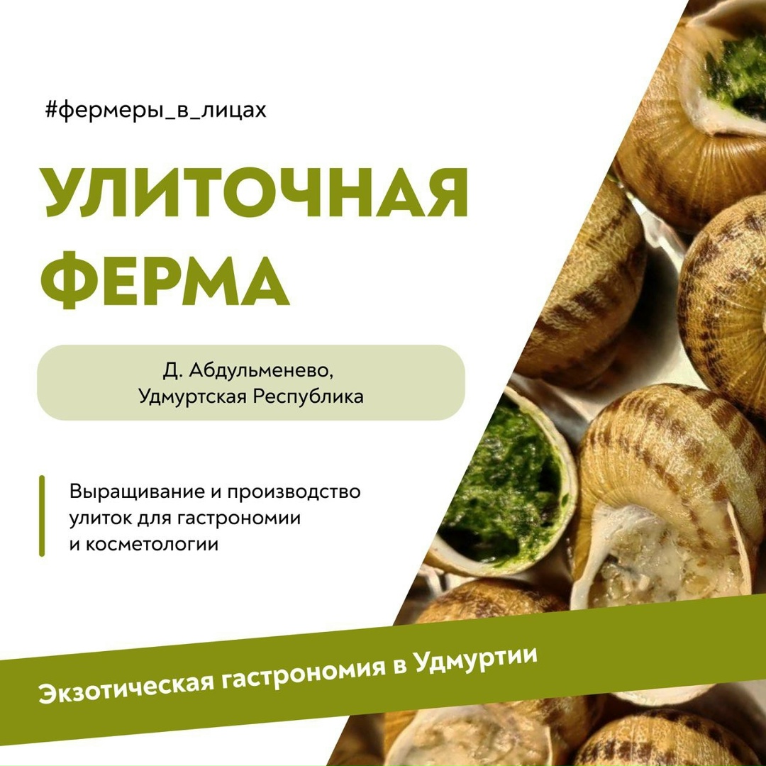 Медленно, но верно: улиточный бизнес в Удмуртии