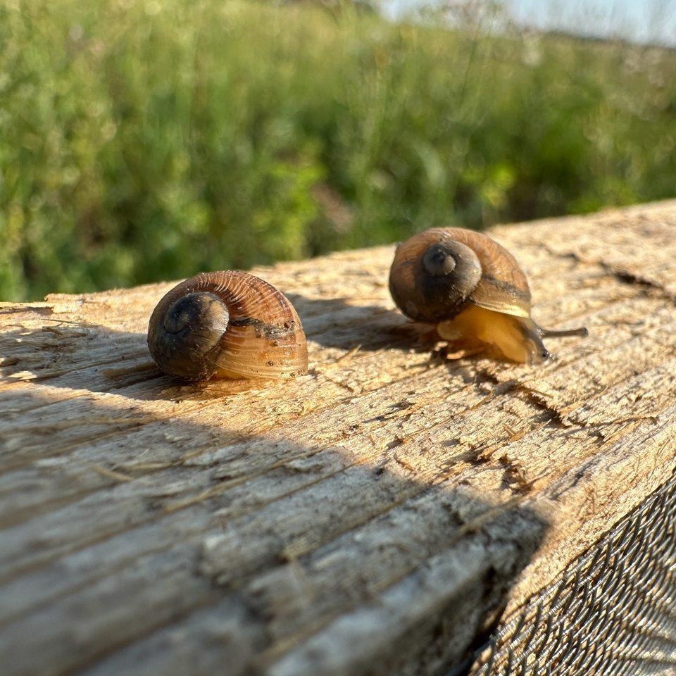 Медленно, но верно: улиточный бизнес в Удмуртии