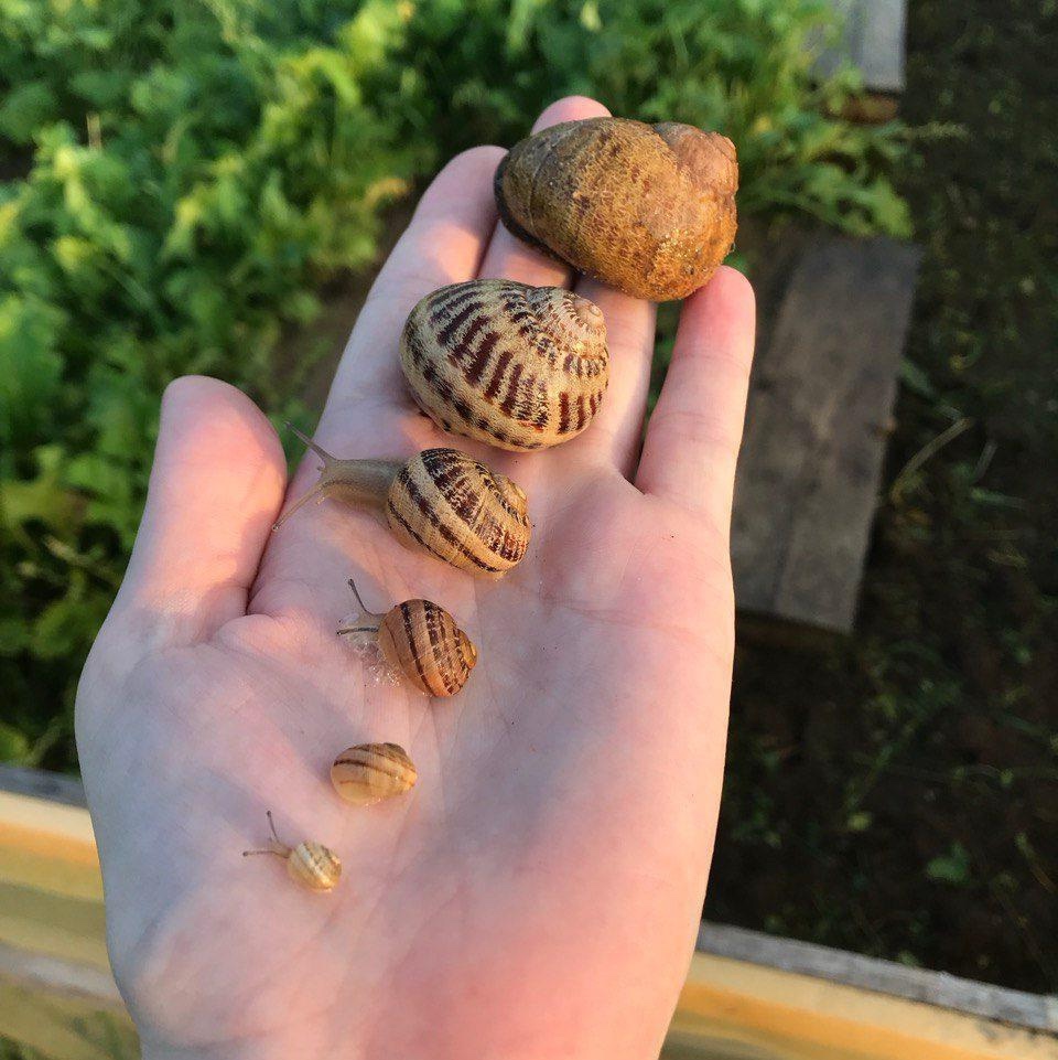 Медленно, но верно: улиточный бизнес в Удмуртии