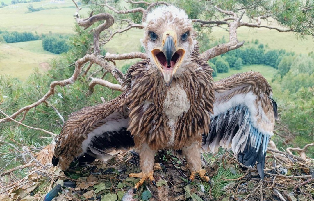 Шерчек, Белинме и Сардай Подходит к концу уникальный проект этого лета — прямые трансляции из гнезд редких хищных птиц Татарстана, организованные Татнефтью и…