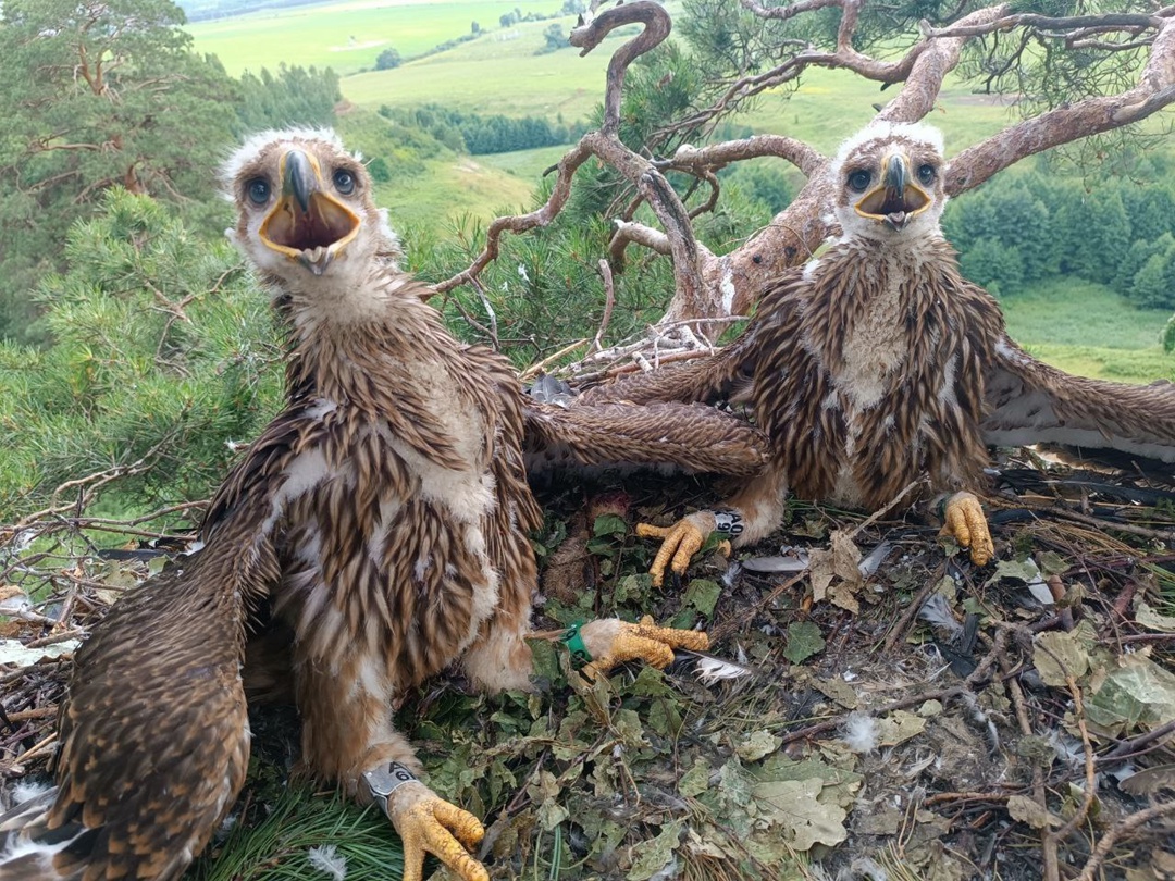 Шерчек, Белинме и Сардай Подходит к концу уникальный проект этого лета — прямые трансляции из гнезд редких хищных птиц Татарстана, организованные Татнефтью и…