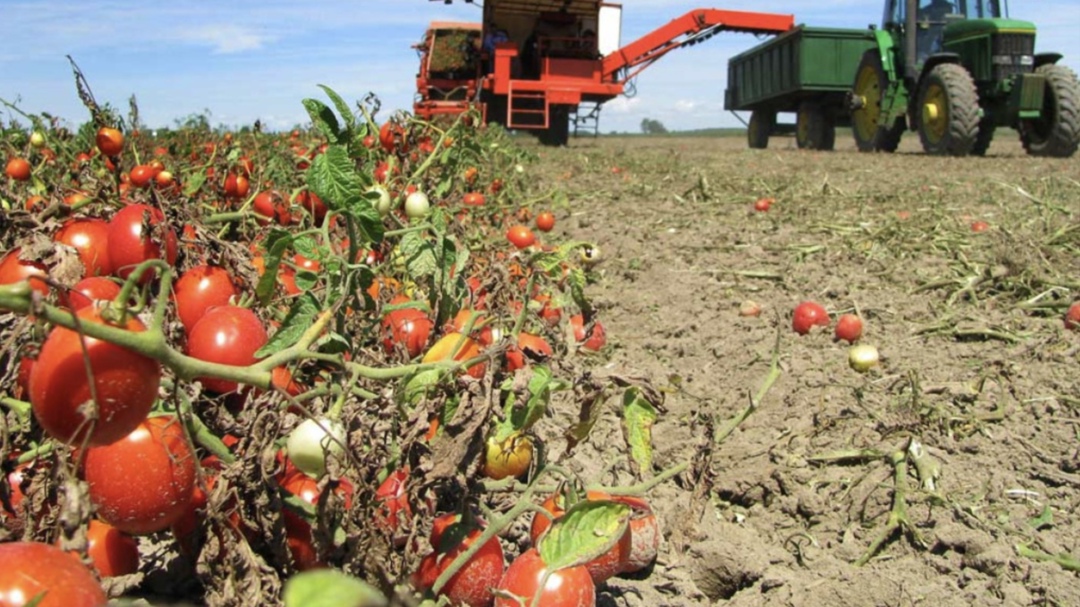 Сбор урожая грунтовых овощей в организованном секторе входит в активную фазу. На сегодняшний день производителями собрано более 1,2 млн т продукции, сообщил…