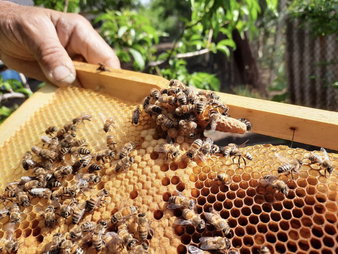 С нового года с полок российских магазинов может пропасть мед, а вместо него появится медовый продукт. Причина – высокая стоимость сертификации, из-за которой…