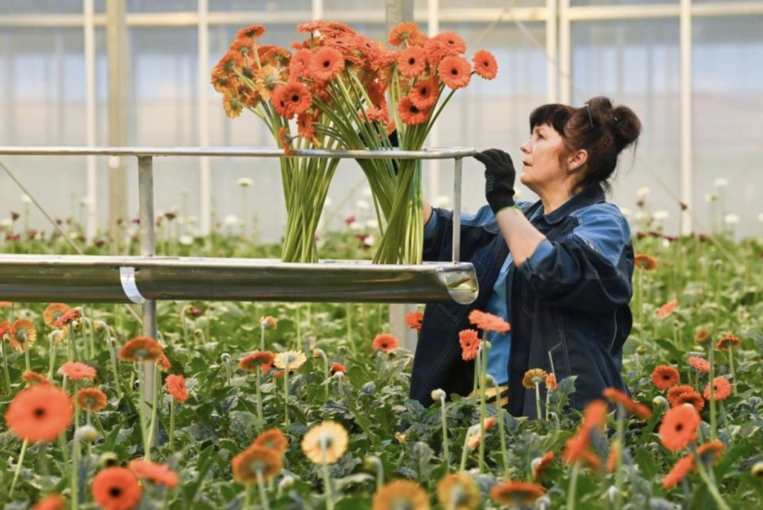 Доля отечественных производителей на российских рынке цветов к концу 2025 года может вырасти до 25%, пишет «Агроэксперт» со ссылкой на расчеты аналитиков…