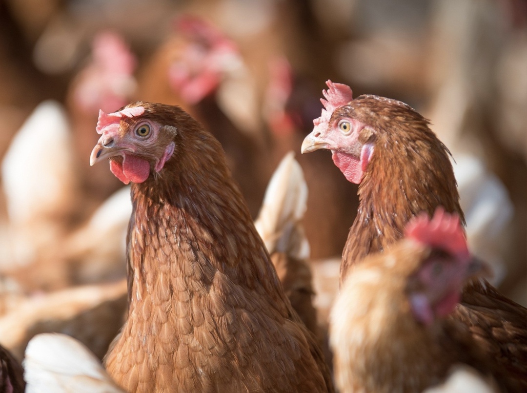 «Агрокомплекс» им. Н. И. Ткачева запустил репродуктор второго порядка родительского стада кур-несушек бройлерного направления на птицефабрике «Кореновская» в…