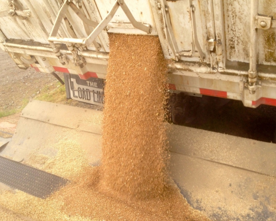 Цены на российскую пшеницу с протеином 12,5% с поставкой в сентябре на прошлой неделе продолжили снижаться и опустились на $4, до $230-232/т FOB, сообщил…