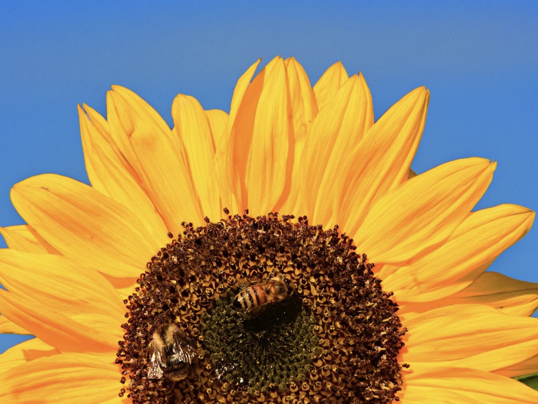 После четырех лет роста в сезоне-2024/25 рынок растительных масел показал снижение производства (на 7%, до 9,5 млн т) и экспорта (на 8%, до 6,75 млн т).…