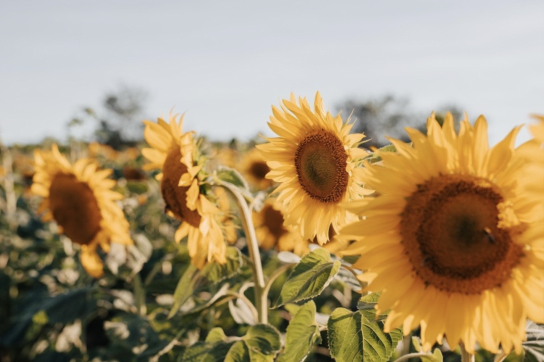 Круги на воде. Как оптимизация логистики агрохолдинга трансформирует агрорынок вокруг. Мнение эксперта консалтинговой компании LAMACON Антона Темникова.