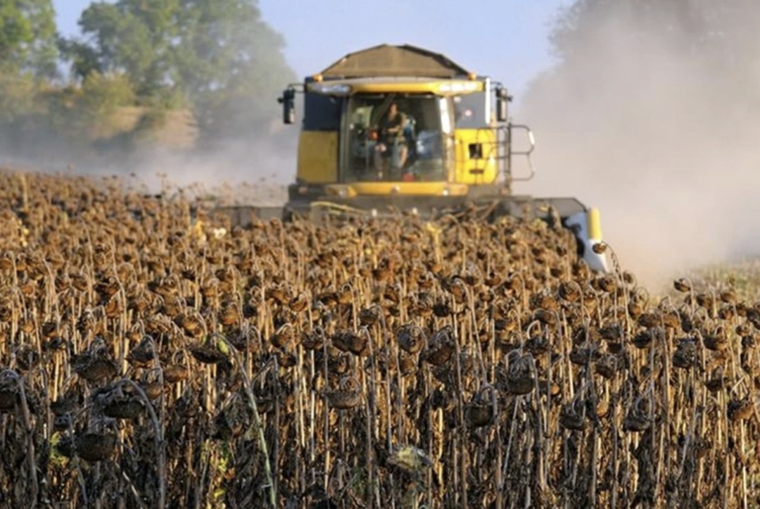 Уборка масличных культур в Башкирии на фоне рекордно большой площади сева продолжится и зимой, считает вице-премьер региона Ильшат Фазрахманов. «Мы в первый…