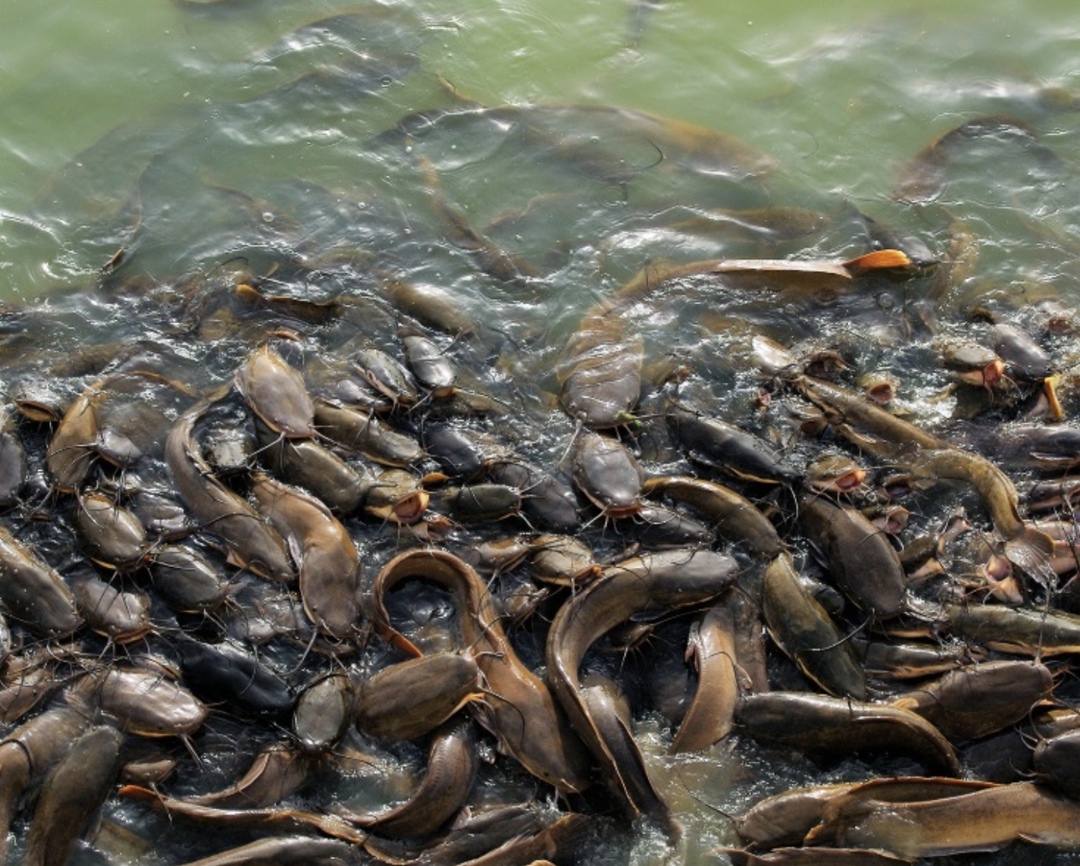 «Инарктика», крупнейшая российская компания в секторе товарного выращивания рыбы (аквакультуры), в этом сезоне выпустила в морские садки 10,7 млн мальков (плюс…