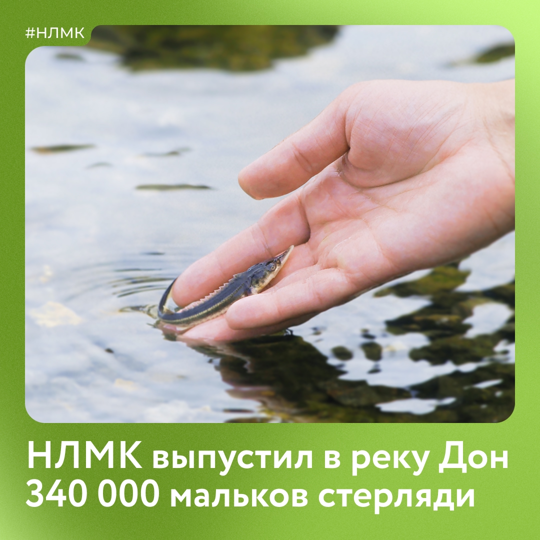 Мы выпустили в Дон 340 тысяч мальков стерляди. Эта рыба занесена в Красную книгу и находится под угрозой исчезновения.