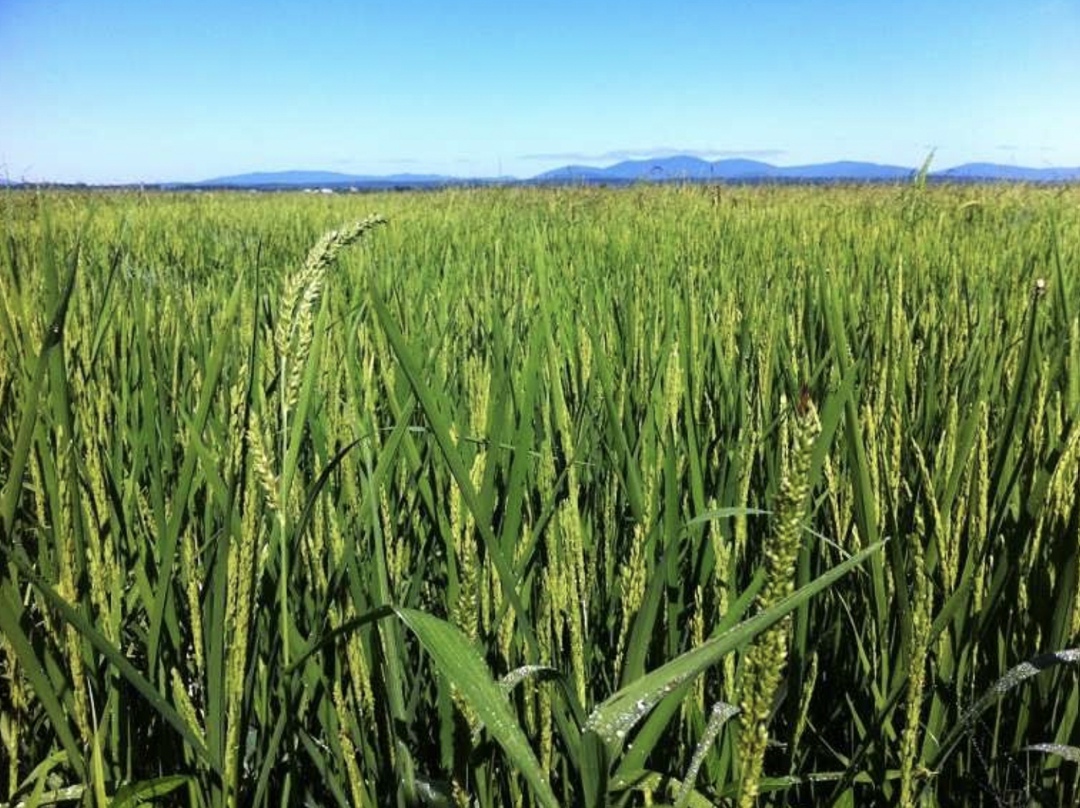 Краснодарский край в ближайшие пять лет может нарастить объемы производства риса до 1,1-1,2 млн т в год, сообщил замминистра сельского хозяйства региона Михаил…