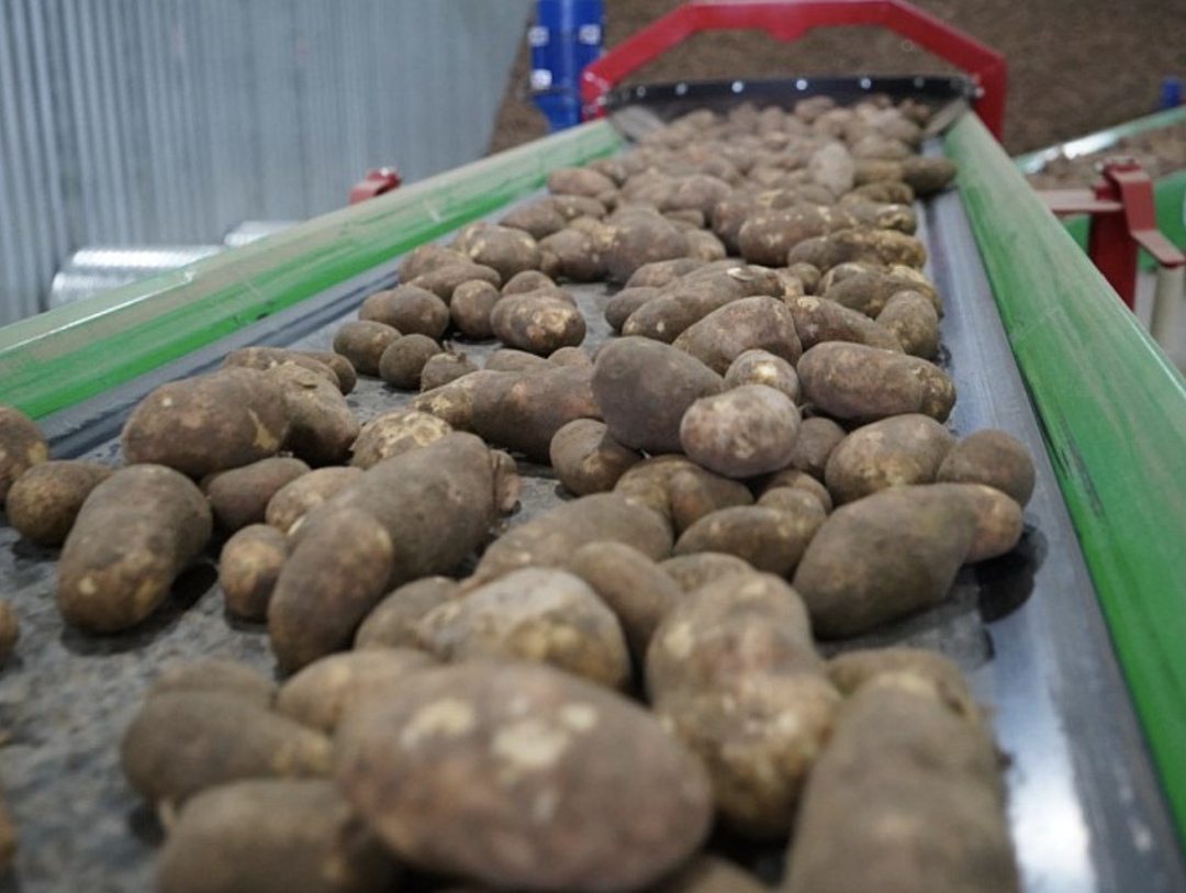 «Мираторг» запустил в Брянской области комплекс по выращиванию и хранению товарного картофеля проектной мощностью 56 тыс. т в год. Общий объем инвестиций…