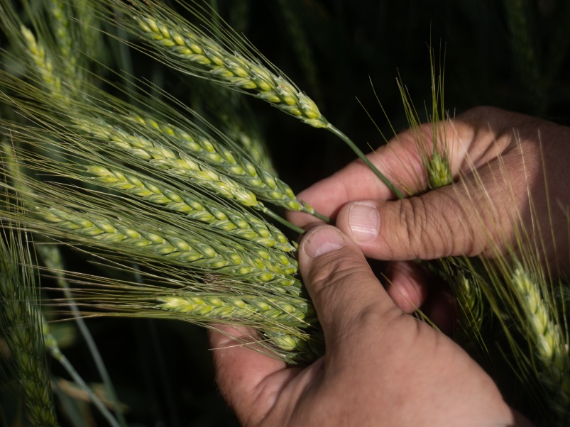 Будущий урожай: секреты выбора сортов озимой пшеницы