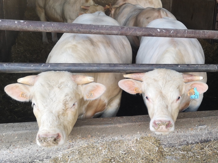 Субсидиям добавят условий. Со следующего года изменятся правила господдержки приоритетных направлений АПК — Журнал «Агроинвестор»