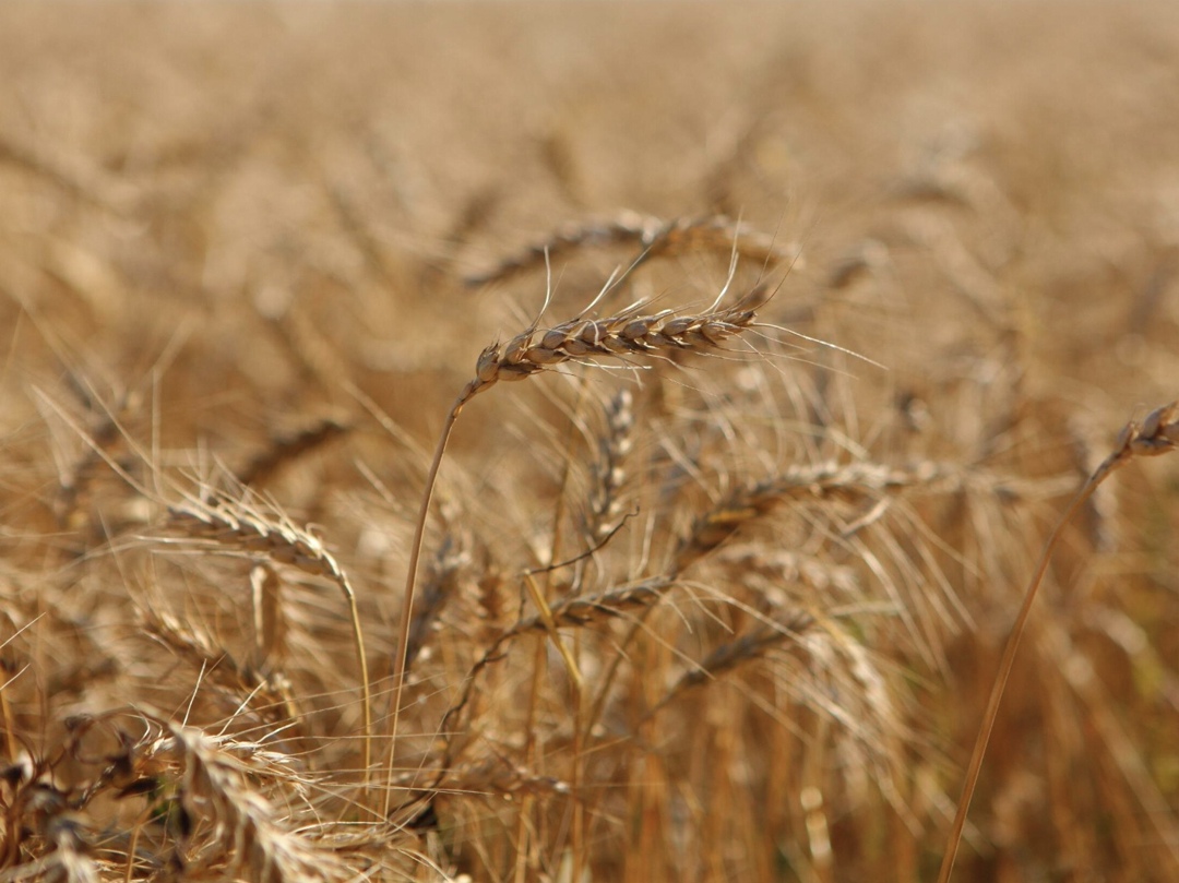 Группа компаний «Дамате» и Сбербанк заключили первую в России сделку товарного РЕПО на фуражную пшеницу, говорится в их совместном сообщении