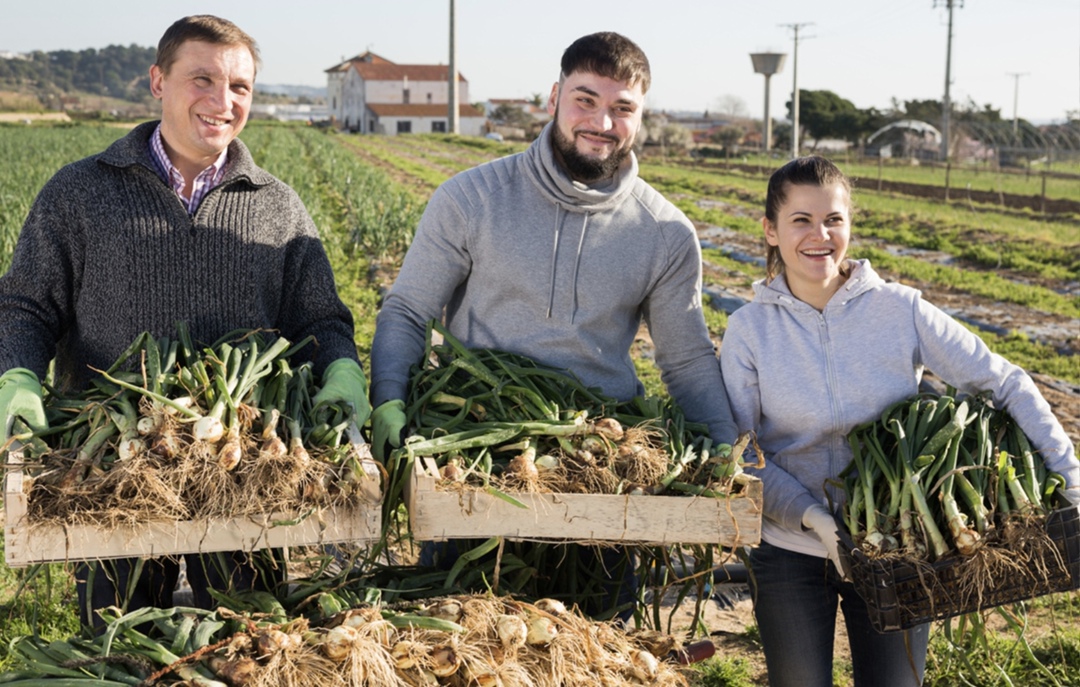 Правительство дополнительно направит 24 регионам более 1,3 млрд руб. на реализацию программы повышения кадровой обеспеченности предприятий АПК