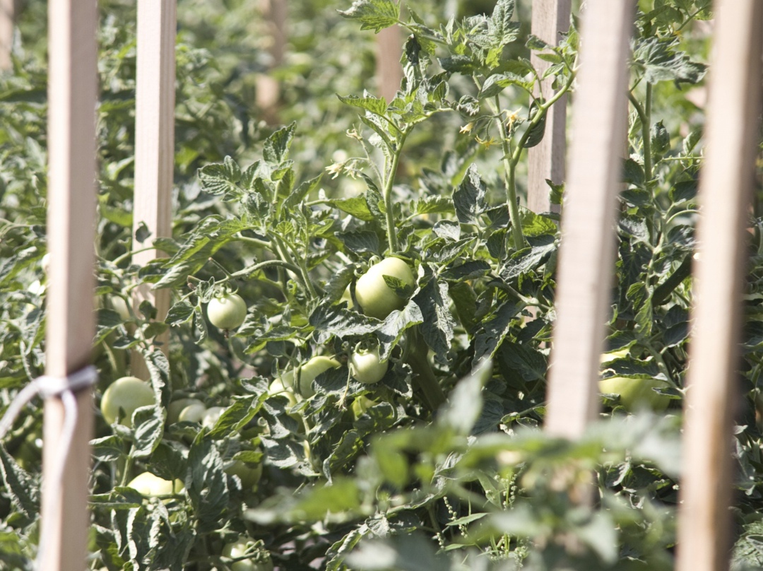 Дальнему Востоку нужна особая стратегия развития АПК, сказала первый заместитель председателя правления Россельхозбанка Ирина Жачкина на сессии, посвященной…