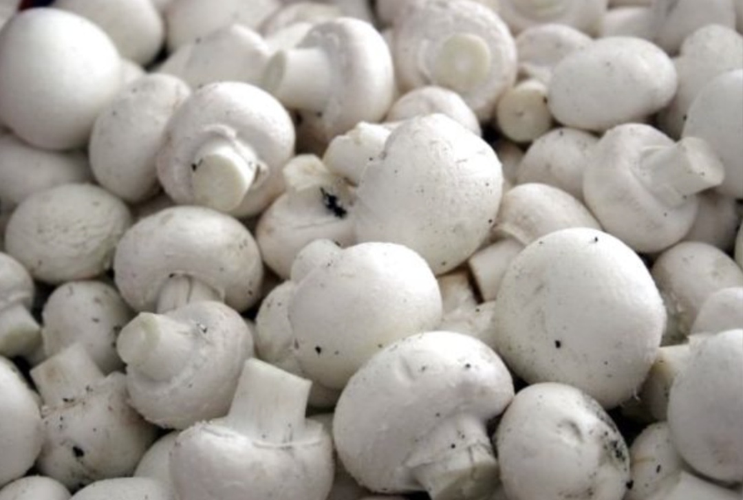 За первые семь месяцев 2025 года Россия экспортировала более 4 тыс. т шампиньонов на более чем $5,5 млн, оценил федеральный центр «Агроэкспорт»