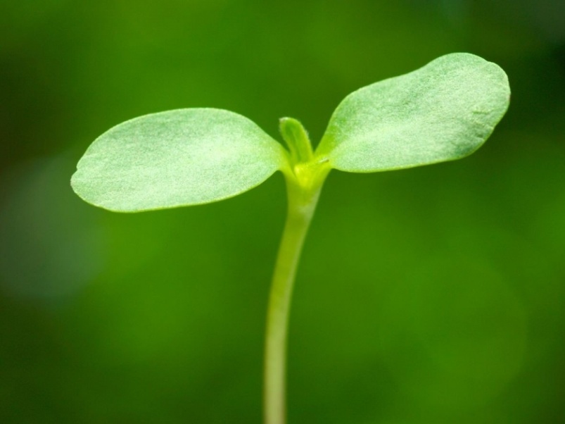 Приглашаем на конференцию «Агроинвестор: PRO растениеводство»