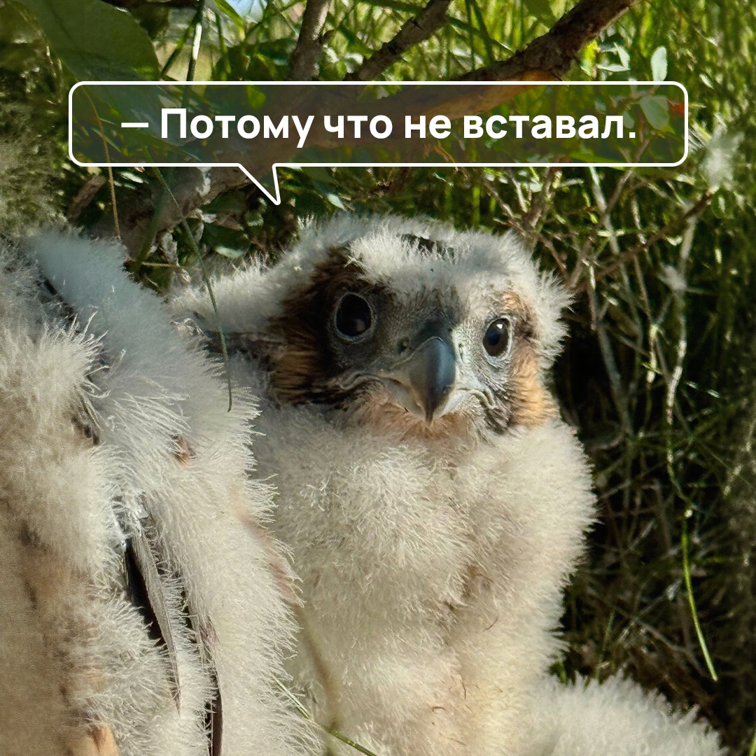 Сапсан, чье латинское имя – Falco peregrinus, означает «cокол-странник», во время сезонных миграций пролетает тысячи километров, иногда от ледяного…