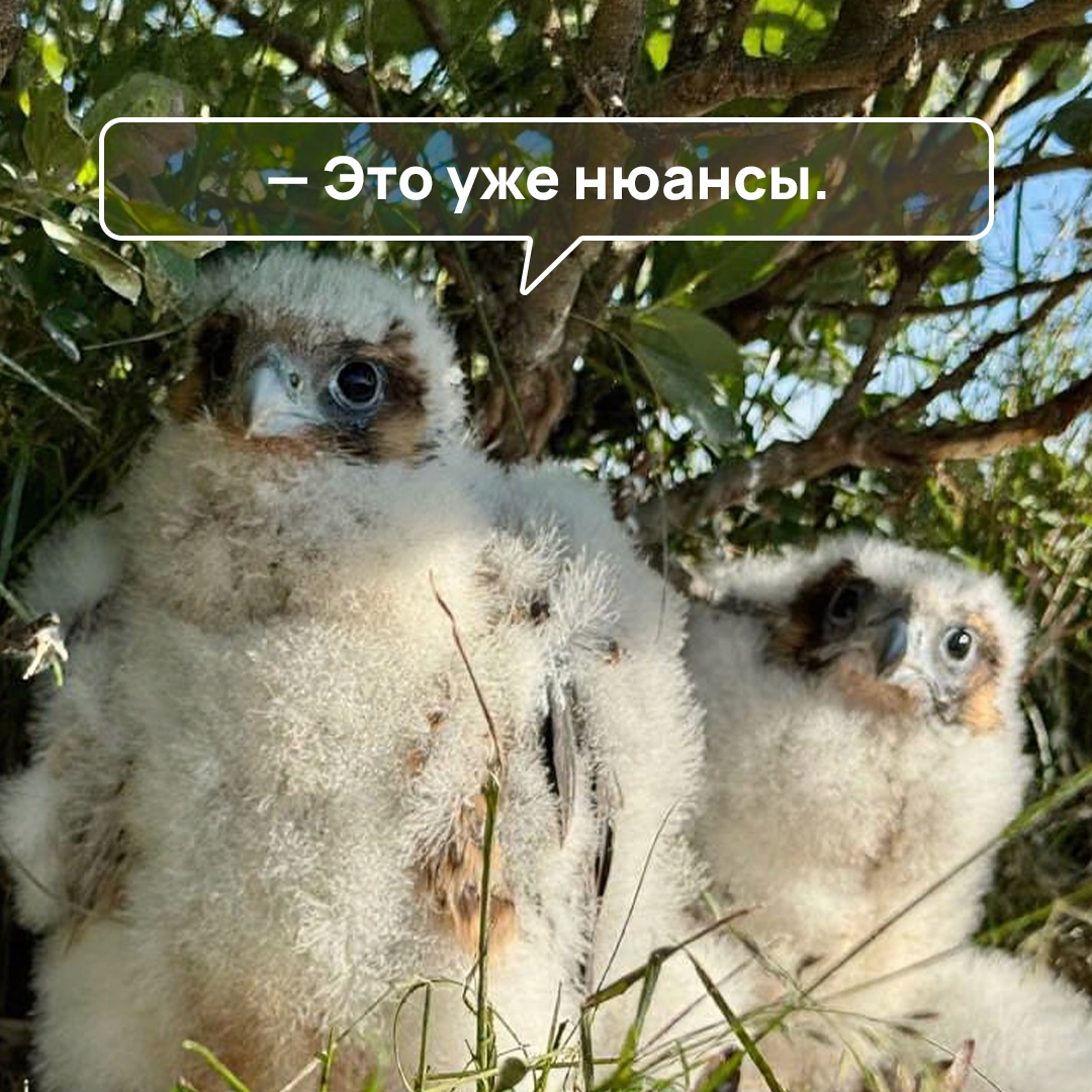 Сапсан, чье латинское имя – Falco peregrinus, означает «cокол-странник», во время сезонных миграций пролетает тысячи километров, иногда от ледяного…