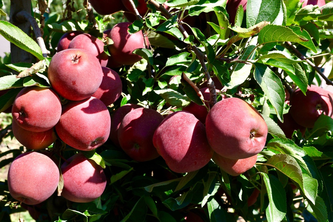 Оксана Лут ознакомилась с аграрным потенциалом Кабардино-Балкарии