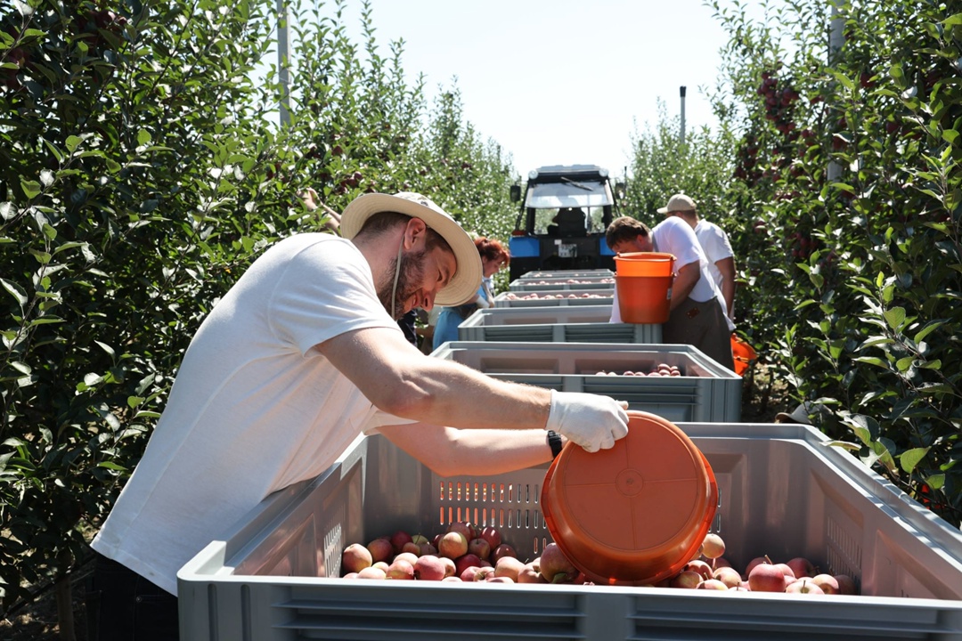 Приняли участие в сборе урожая яблок