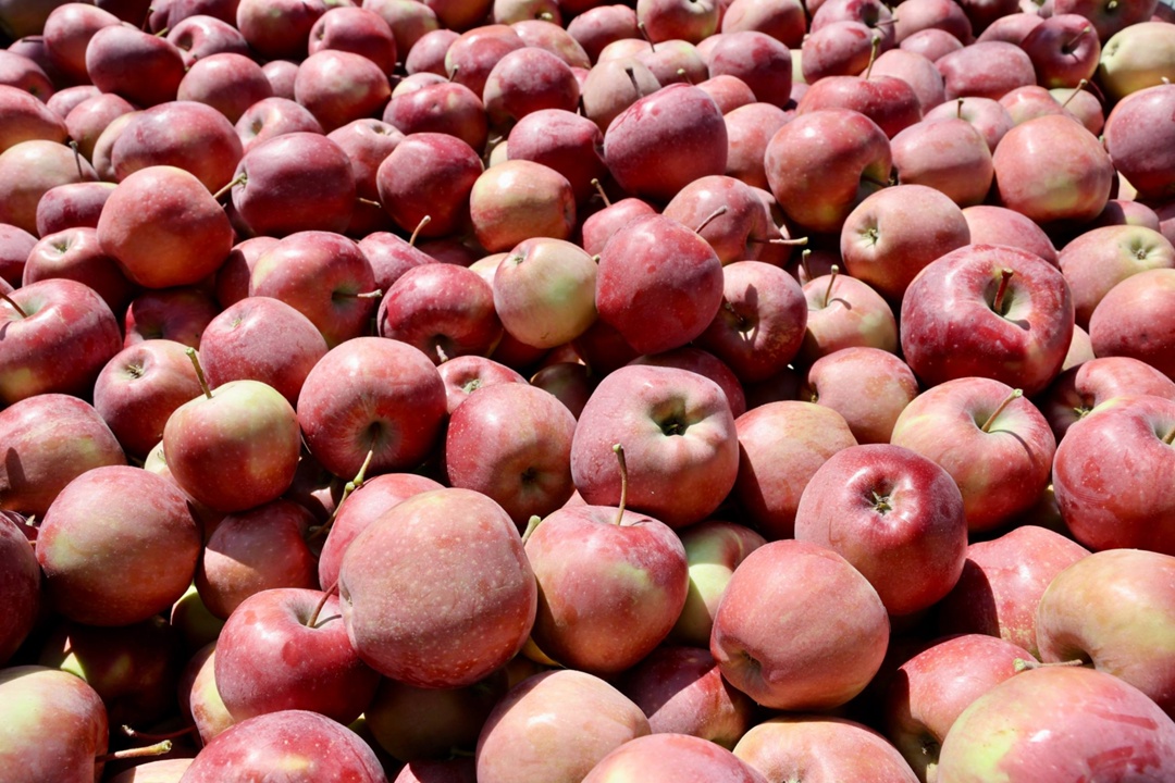 Приняли участие в сборе урожая яблок