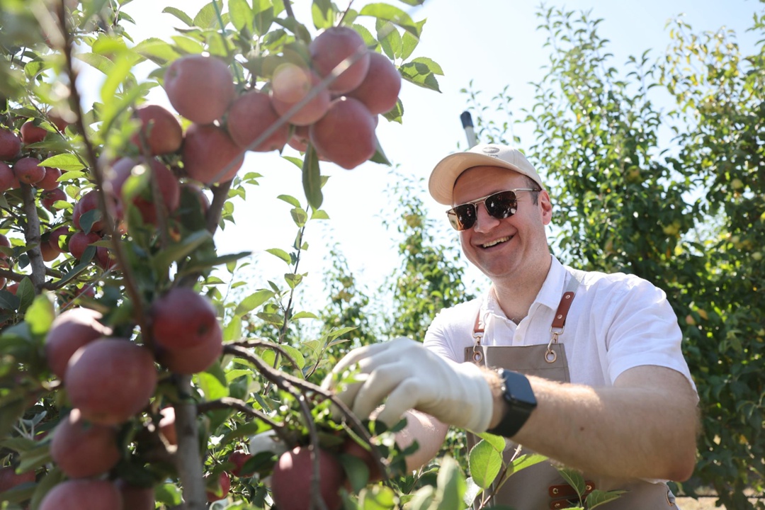 Приняли участие в сборе урожая яблок