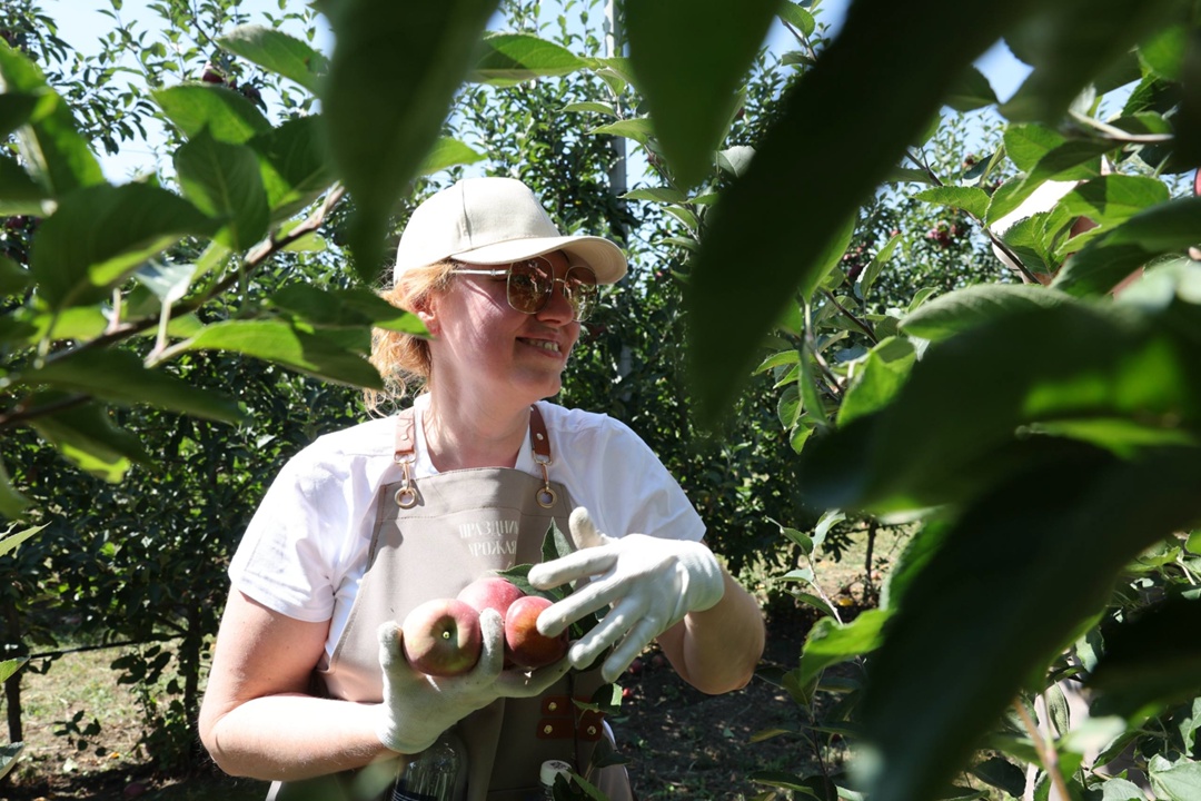 Приняли участие в сборе урожая яблок
