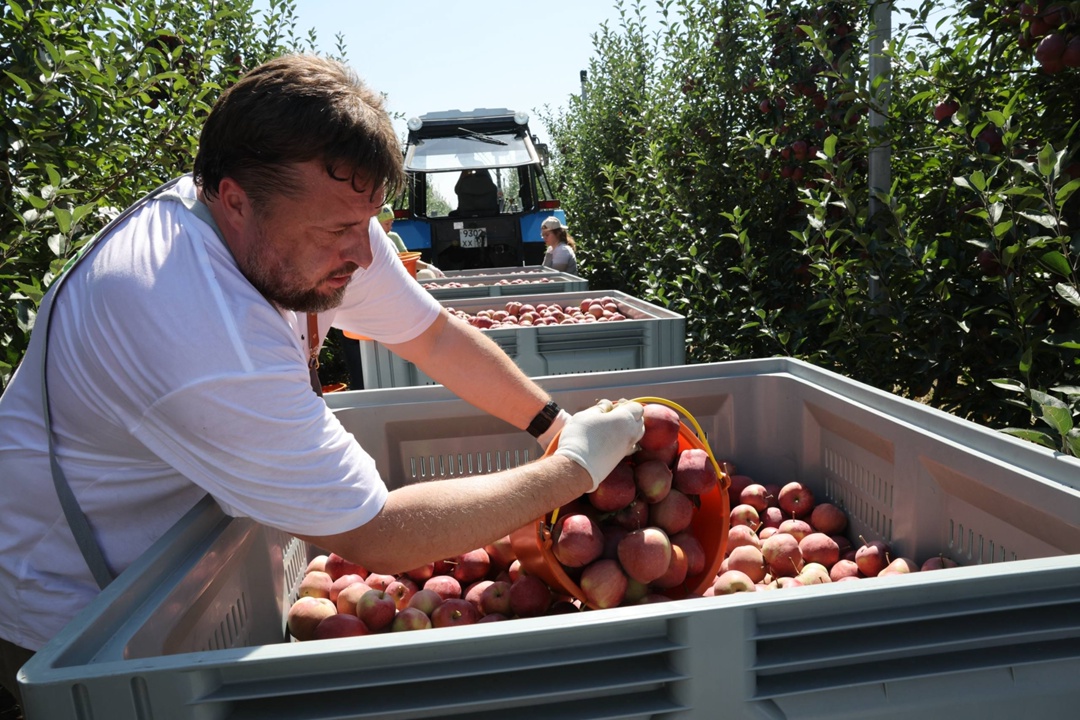 Приняли участие в сборе урожая яблок