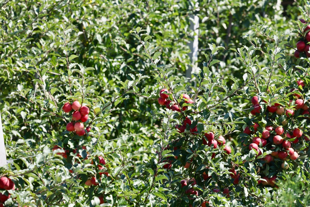 Приняли участие в сборе урожая яблок