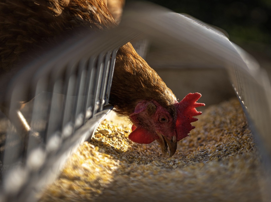 На Дальнем Востоке необходимо повышать эффективность птицеводства, об этом сказал гендиректор УК «АПК Приморье» Алексей Ткачев на сессии, посвященной…