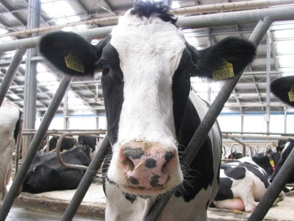 «АПК Продовольственная программа» планирует строительство крупного животноводческого комплекса в Татарстане, сообщил глава Мамадышского района республики Вадим…