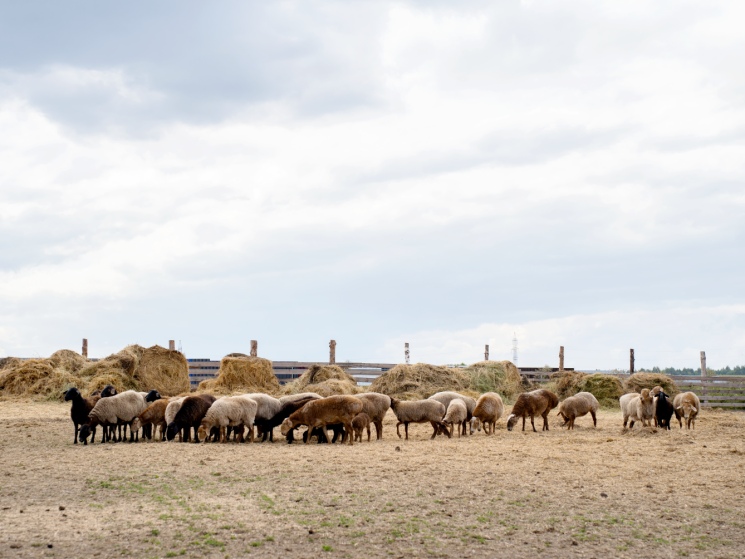 ESG-принципы российских агрохолдингов. Существенные перспективы перечеркиваются отсутствием регулирования и непубличностью бизнеса — Журнал «Агроинвестор»