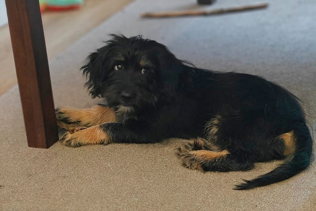 По следам наших публикаций Хорошую новость сообщили нам волонтеры, которые помогают свободненскому приюту для животных