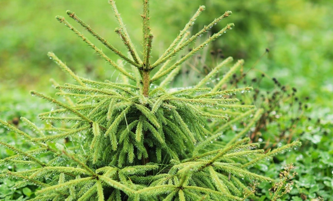 Зеленый эксперимент продолжается! Наш уникальный научно-образовательный экополигон на разрезе «Распадский» – это настоящая лаборатория под открытым небом