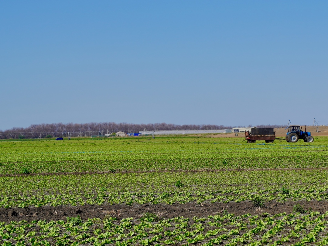 «Белая Дача Волга» - дочерняя структура агрохолдинга «Белая Дача», планирует увеличить земельный банк в Астраханской области и расширить площади выращивания…