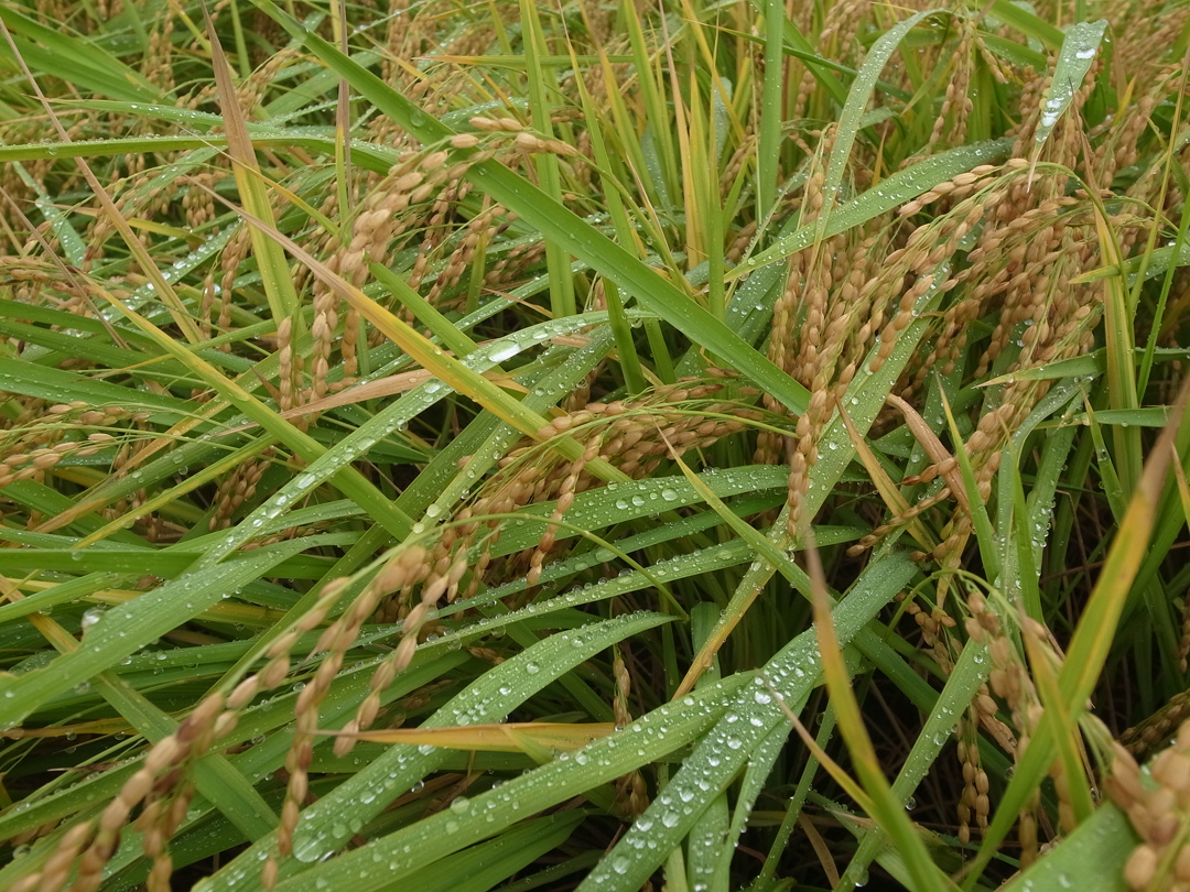В Краснодарском крае стартовала уборка риса, сообщила пресс-служба правительства региона. «Наш регион традиционно остается главным рисосеющим центром страны –…