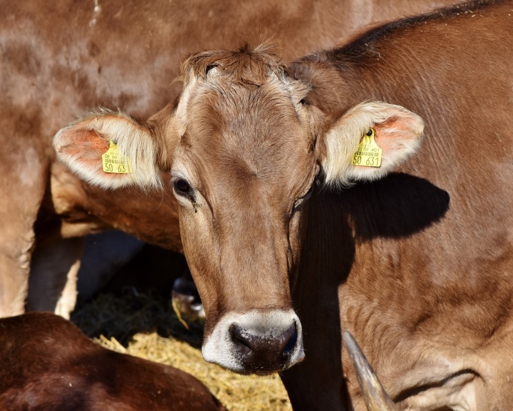 Оформление ветеринарных сопроводительных документов в системе Россельхознадзора «ВетИС» будет невозможным, если сельскохозяйственные животные не поставлены на…