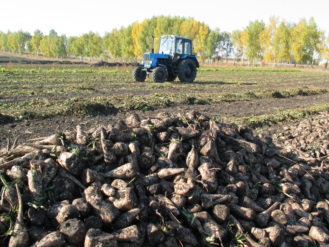По данным Союзроссахара на 8 сентября, переработку сахарной свеклы вели 59 сахарных заводов из 66. Суточное производство сахара увеличилось до 44 тыс. т в…