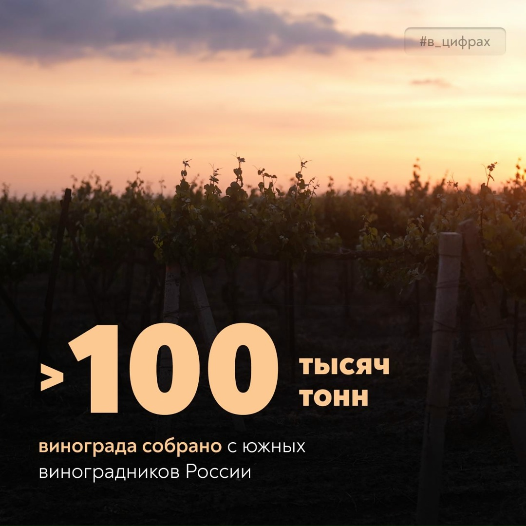 Привет с юга России! На виноградниках страны уже собрали >100 тысяч тонн урожая с площади свыше 6 тысяч гектаров.